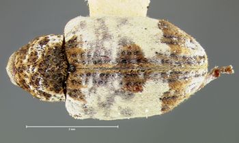 Media type: image;   Entomology 5213 Aspect: habitus dorsal view